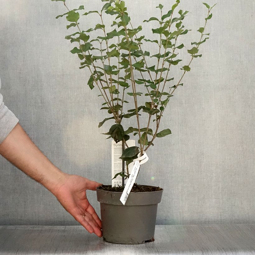 Exemplaar van Lilas nain - Syringa meyeri Flowerfesta Purple Pot de 3L/4L zoals geleverd in de herfst