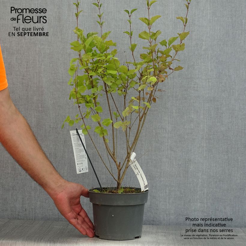 Exemplaar van Syringa meyeri Flowerfesta Purple - Dwergsering Pot van 3 l/4 l zoals geleverd in de zomer