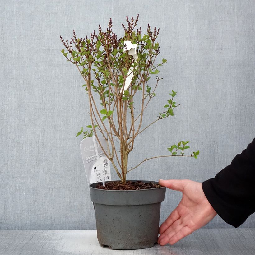 Example of Syringa meyeri Flowerfesta Purple - Dwergsering Pot van 3 l/4 l as you get in printemps