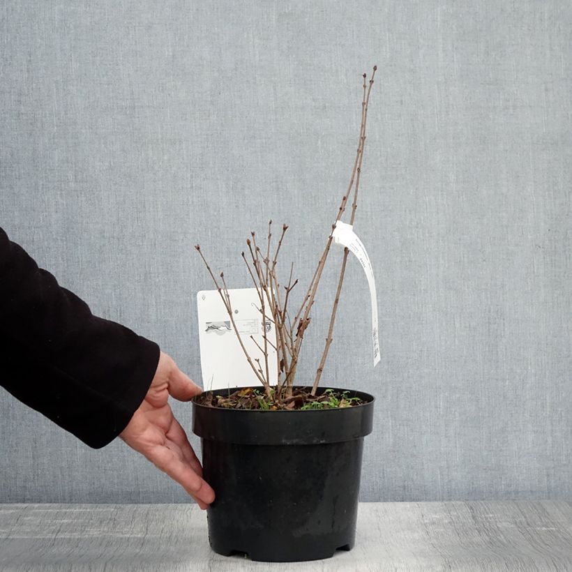 Exemplaar van Lilas nain - Syringa meyeri Flowerfesta White Pot de 3L/4L zoals geleverd in de herfst