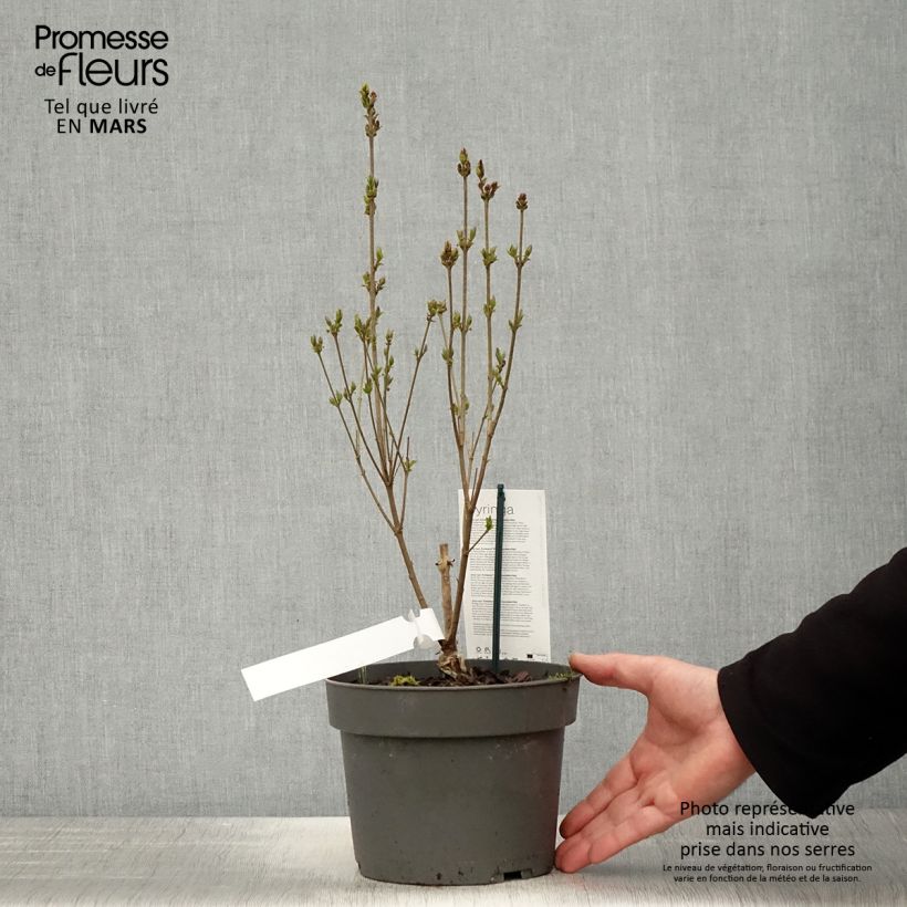 Example of Syringa meyeri Flowerfesta Wit - Dwergsering Pot van 3 l/4 l as you get in printemps