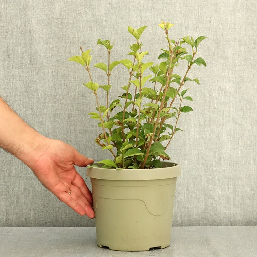 Exemplaar van Syringa meyeri Little Rosie - Dwergsering Pot van 3 l/4 l zoals geleverd in de zomer