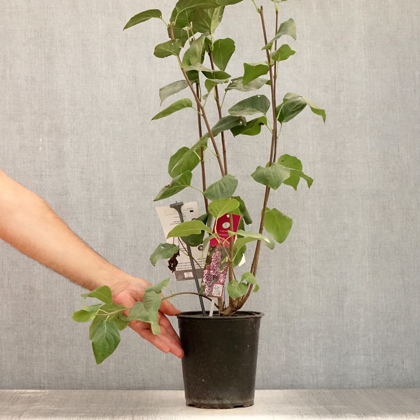 Exemplaar van Syringa vulgaris Sensation - Gewone sering Pot van 3 l/4 l, Struik zoals geleverd in de zomer