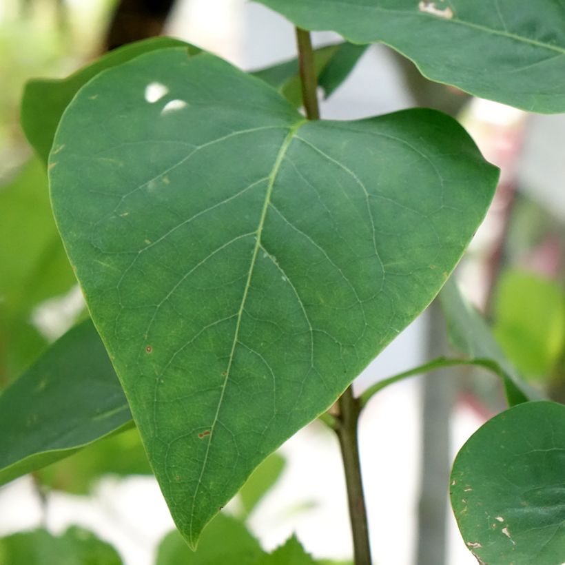 Syringa vulgaris Sensation - Gewone sering (Blad)