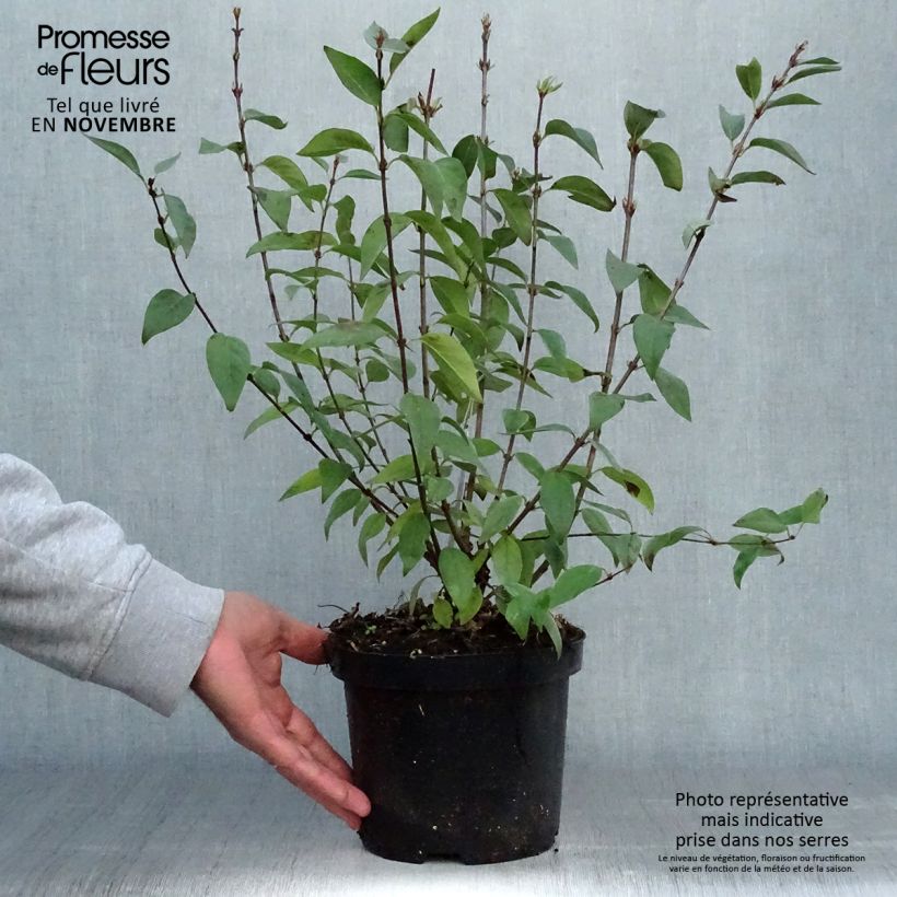 Exemplaar van Lilas - Syringa chinensis Saugeana Pot de 2L/3L zoals geleverd in de herfst
