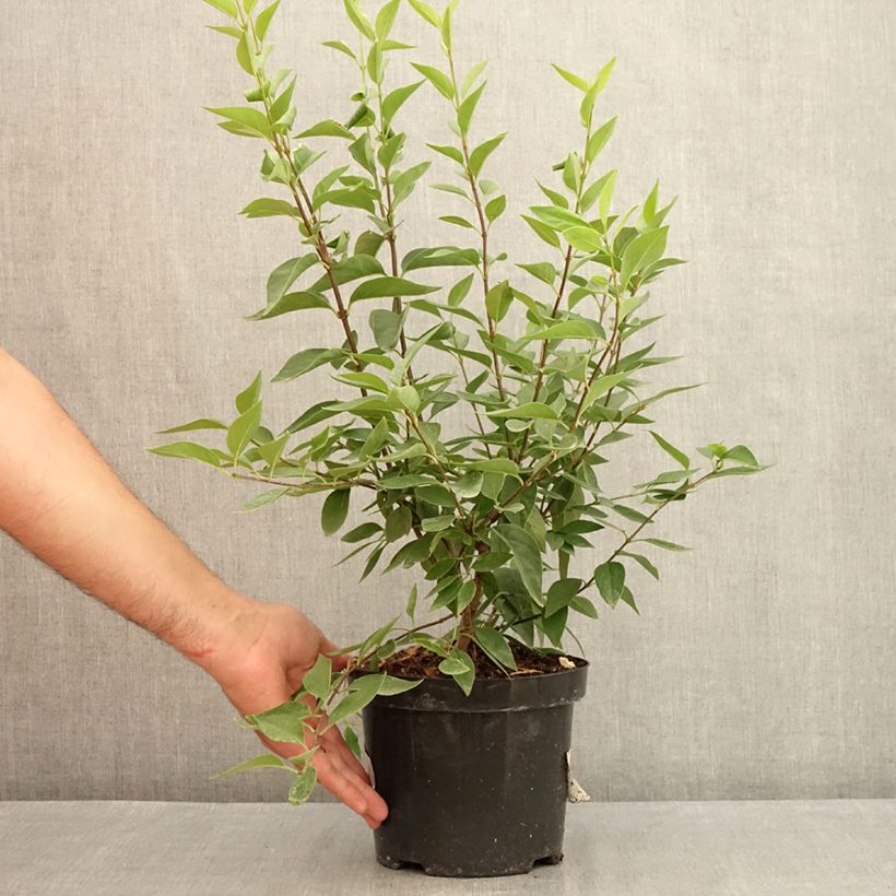 Exemplaar van Syringa chinensis Saugeana - Gewone sering Pot van 2 l/3 l zoals geleverd in de zomer