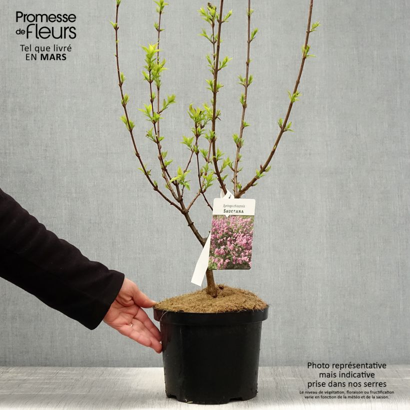 Exemplaar van Syringa chinensis Saugeana - Gewone sering Pot van 2 l/3 l zoals geleverd in de lente