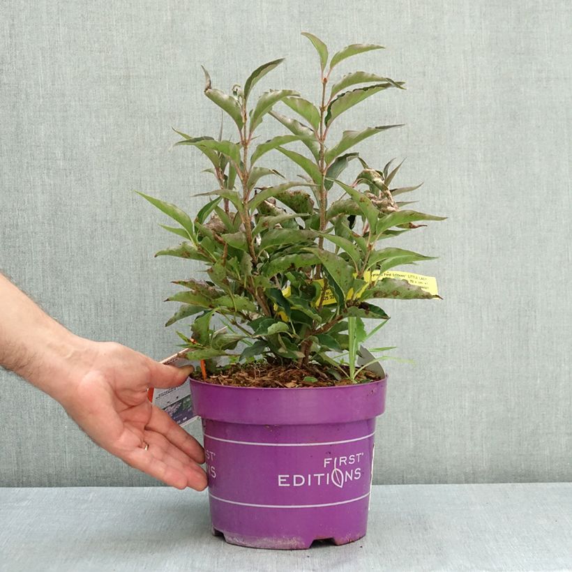 Exemplaar van Syringa Little Lady - Sering Pot van 3 l/4 l zoals geleverd in de zomer