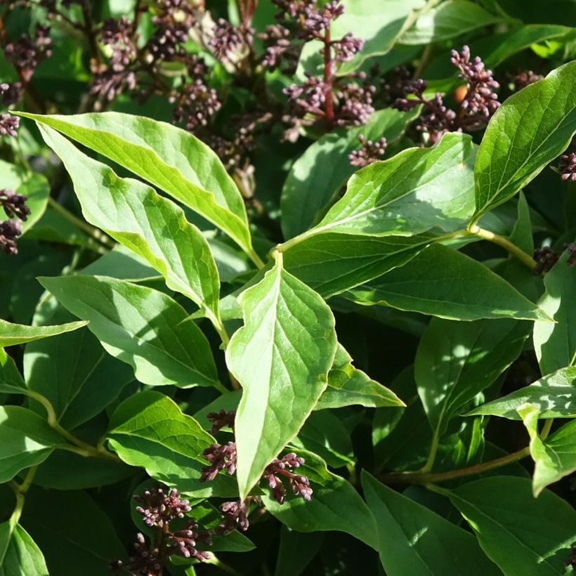 Syringa Little Lady - Sering (Blad)