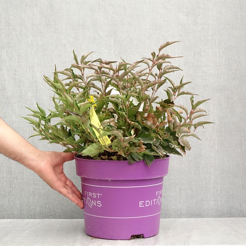 Exemplaar van Syringa Little Lady - Sering Pot van 7,5 l/10 l zoals geleverd in de herfst