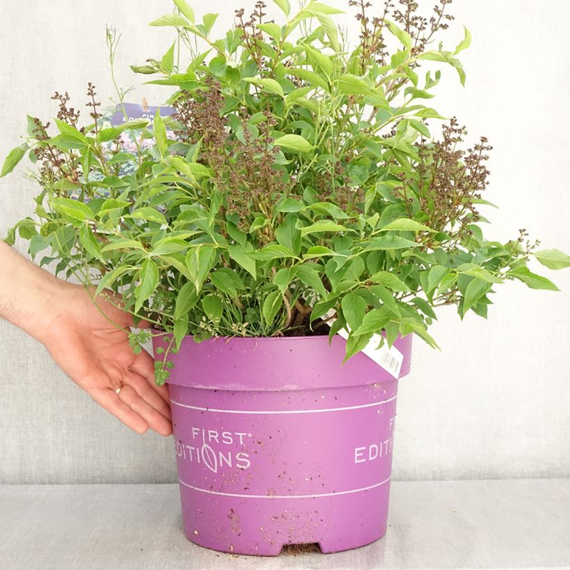 Exemplaar van Syringa Little Lady - Sering Pot van 7,5 l/10 l zoals geleverd in de lente