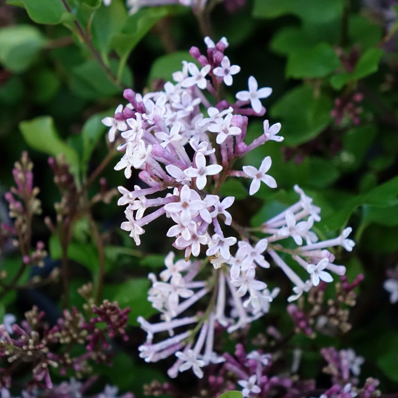 Syringa meyeri Palibin - Dwergsering (Bloei)