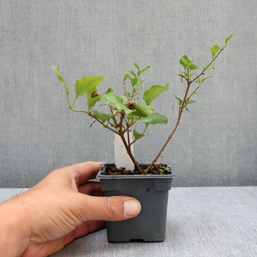 Exemplaar van Syringa meyeri Palibin - Dwergsering Kweekpotje van 8/9 cm zoals geleverd in de zomer