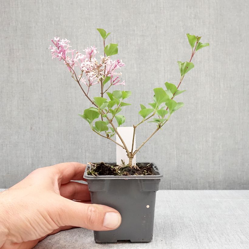 Exemplaar van Syringa meyeri Palibin - Dwergsering Kweekpotje van 8/9 cm zoals geleverd in de lente
