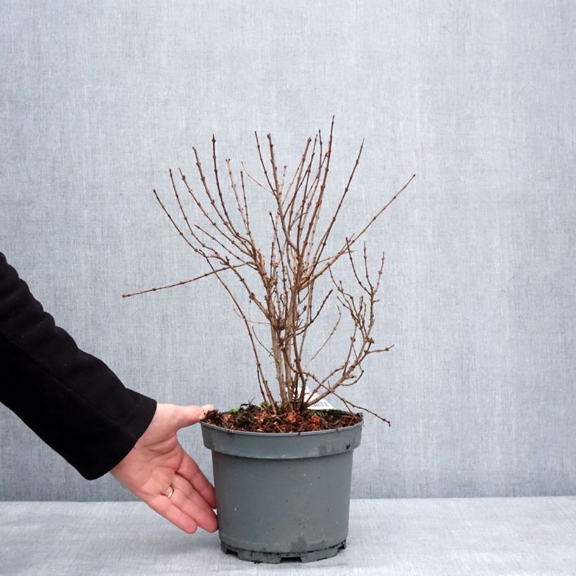 Exemplaar van Syringa protolaciniata Kabul - Sering Pot van 3 l/4 l zoals geleverd in de winter