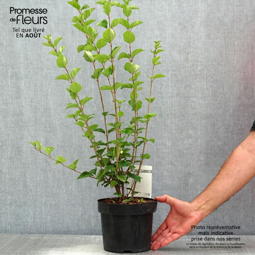Exemplaar van Syringa Tinkerbelle - Dwergsering Pot van 2 l/3 l zoals geleverd in de zomer