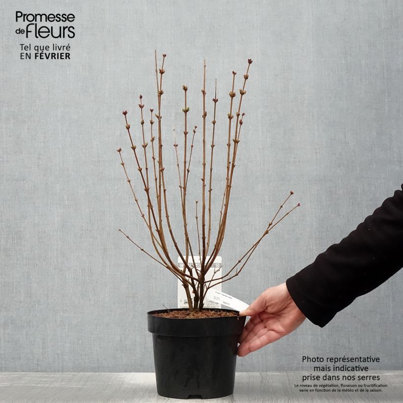 Exemplaar van Syringa Tinkerbelle - Dwergsering Pot van 2 l/3 l zoals geleverd in de winter