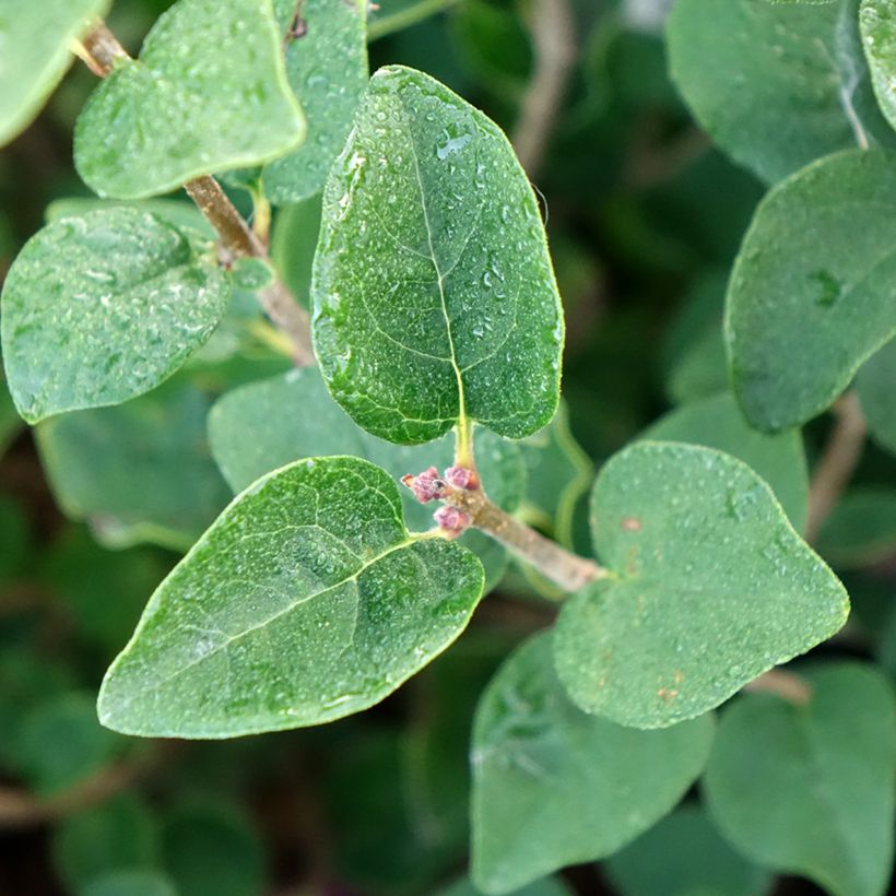 Syringa Tinkerbelle - Dwergsering (Blad)