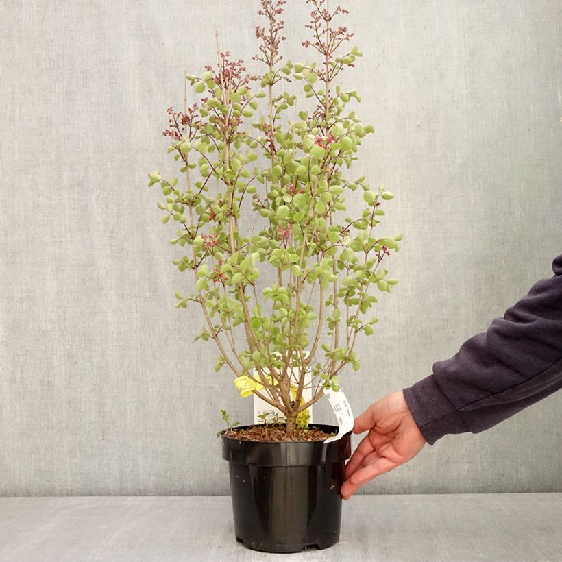 Exemplaar van Syringa Tinkerbelle - Dwergsering Pot van 2 l/3 l zoals geleverd in de lente