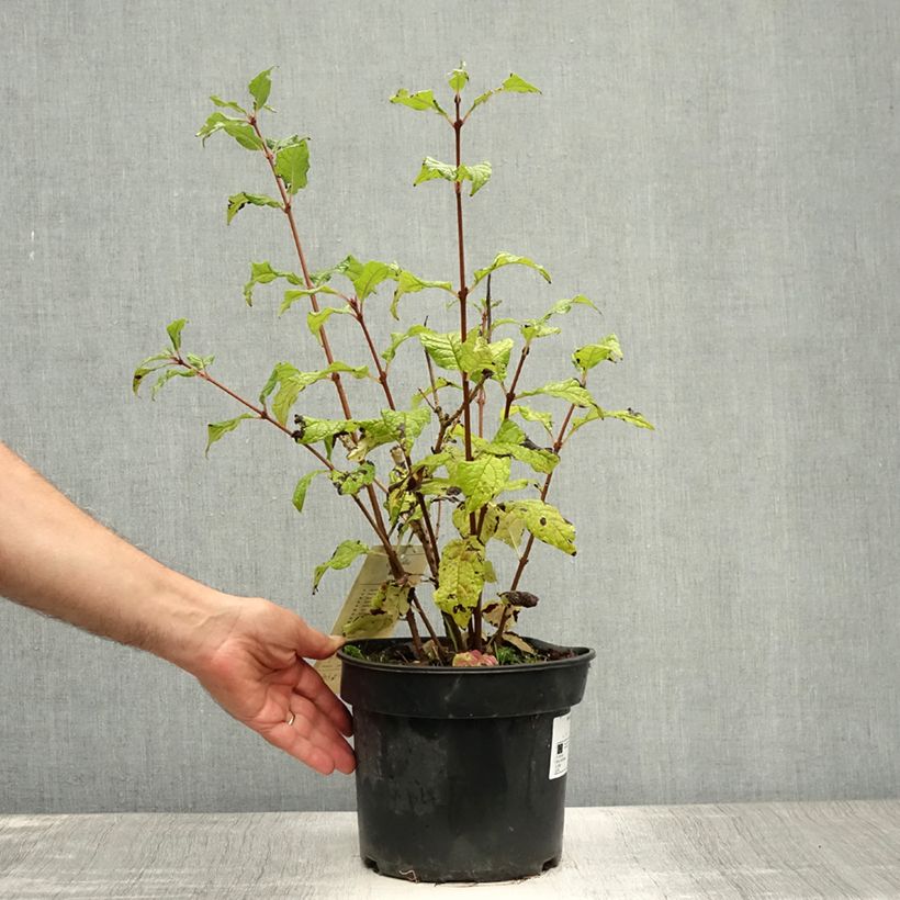 Exemplaar van Syringa villosa Aurea - Sering Pot van 4 l/5 l zoals geleverd in de zomer