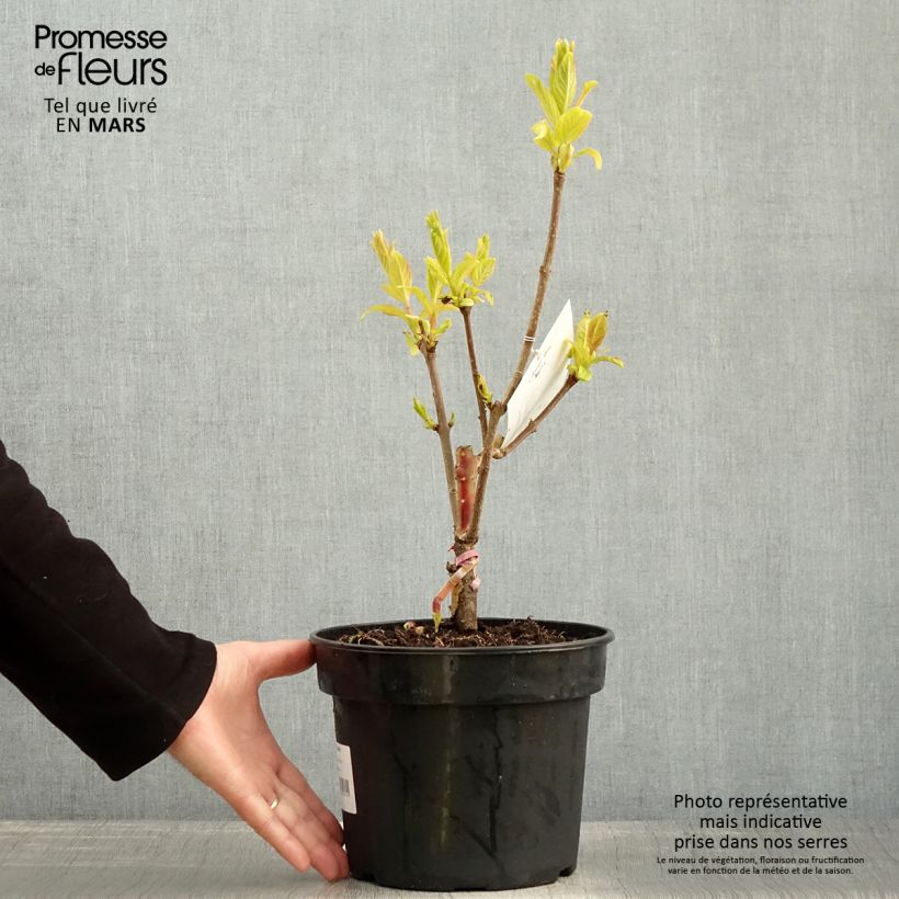 Example of Syringa villosa Aurea - Sering Pot van 4 l/5 l as you get in printemps