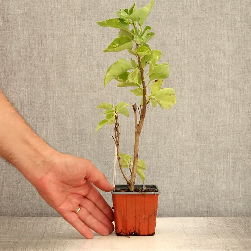 Exemplaar van Syringa vulgaris Aucubaefolia - Gewone sering Kweekpotje van 8/9 cm zoals geleverd in de zomer