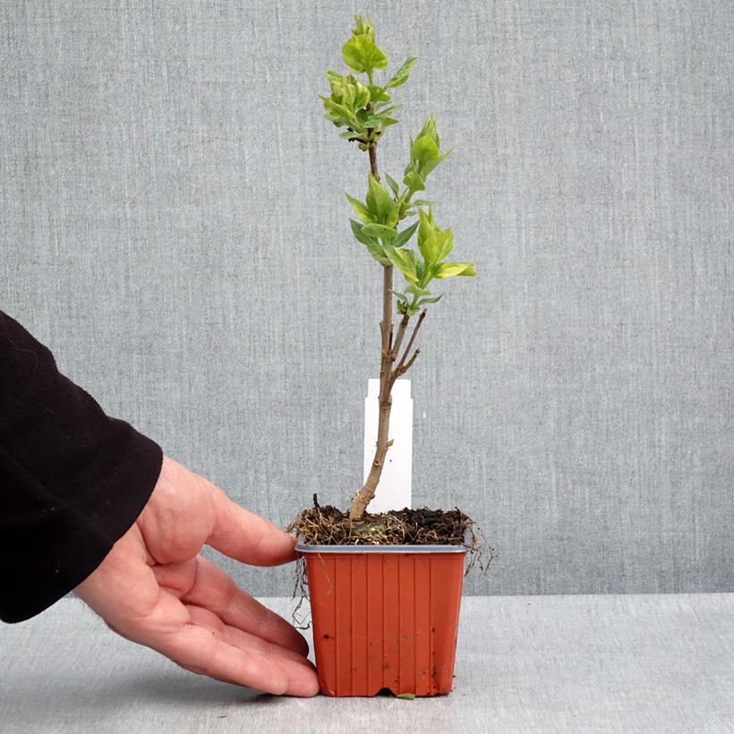 Example of Syringa vulgaris Aucubaefolia - Gewone sering Kweekpotje van 8/9 cm as you get in printemps