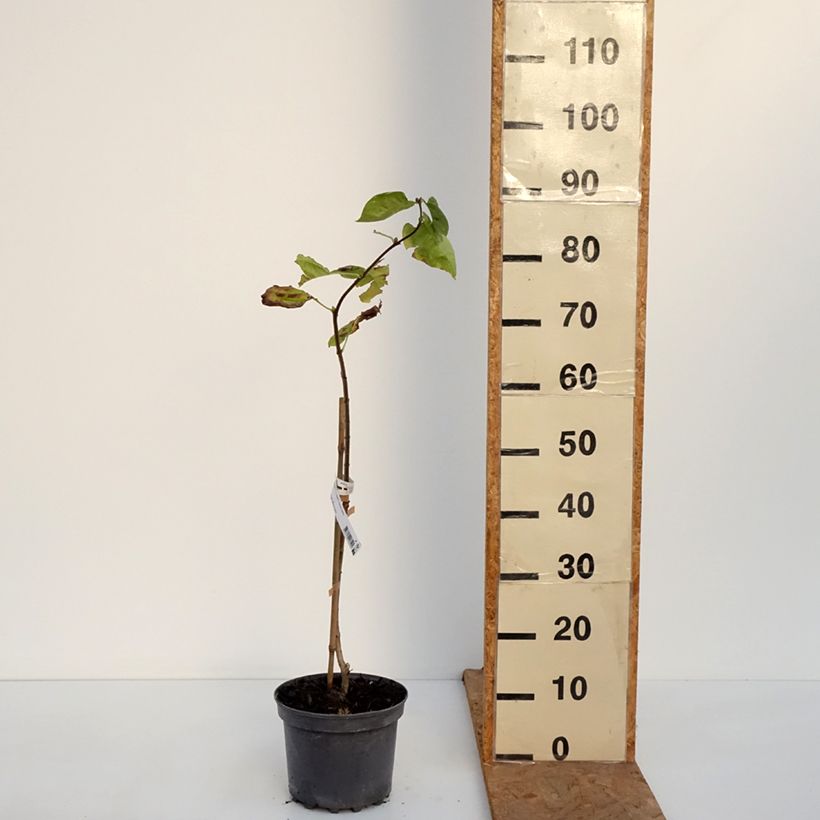 Example of Syringa vulgaris Aucubaefolia - Gewone sering Pot van 4 l/5 l as you get in automne