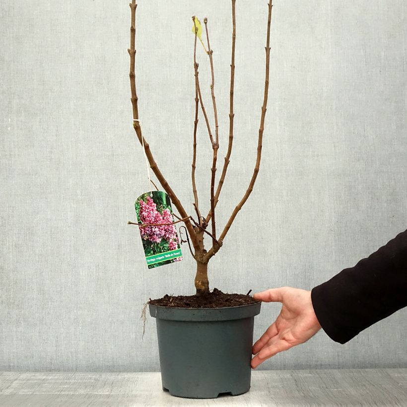 Exemplaar van Syringa vulgaris Belle de Nancy - Gewone sering Pot van 3 l/4 l zoals geleverd in de herfst
