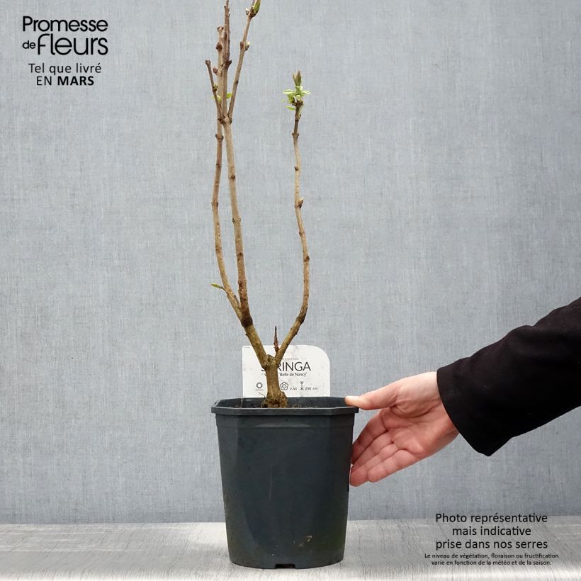 Example of Syringa vulgaris Belle de Nancy - Gewone sering Pot van 3 l/4 l as you get in printemps