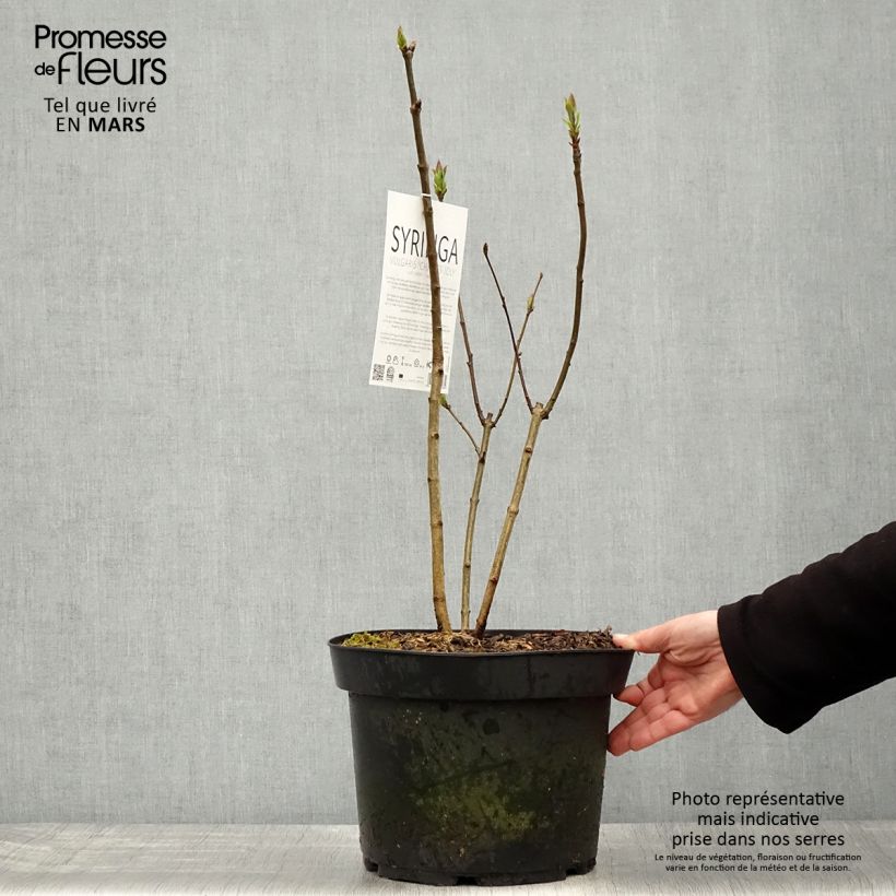 Example of Syringa vulgaris Charles Joly - Gewone sering Pot van 7,5 l/10 l as you get in printemps