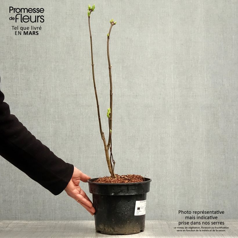 Example of Syringa vulgaris Charles Joly - Gewone sering Pot van 2 l/3 l as you get in printemps