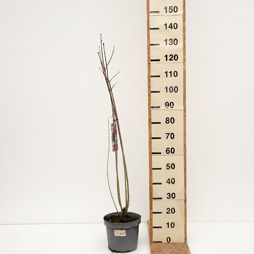 Exemplaar van Syringa vulgaris Charles Joly - Gewone sering Pot van 7,5 l/10 l zoals geleverd in de herfst