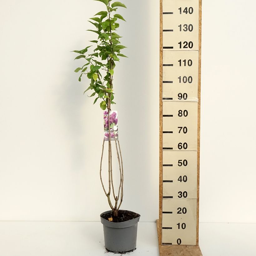Exemplaar van Syringa vulgaris Charles Joly - Gewone sering Pot van 7,5 l/10 l zoals geleverd in de zomer