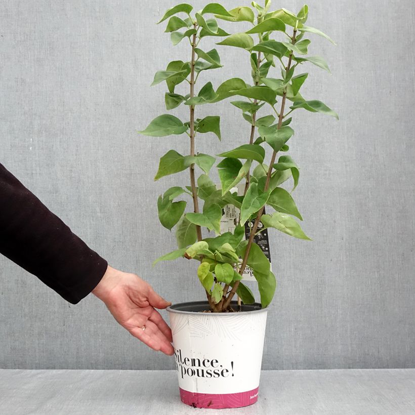 Exemplaar van Syringa vulgaris Dentelle d'Anjou - Gewone sering Pot van 4 l/5 l zoals geleverd in de herfst