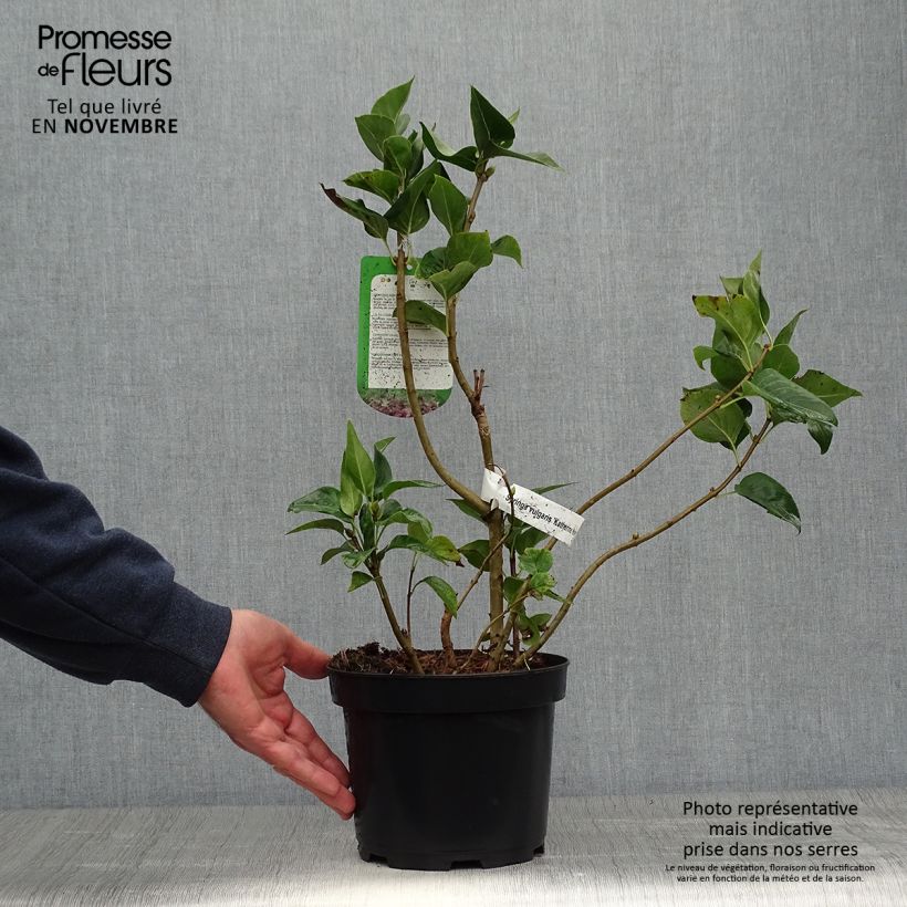Exemplaar van Syringa vulgaris Katherine Havemeyer - Gewone sering Pot van 3 l/4 l zoals geleverd in de herfst