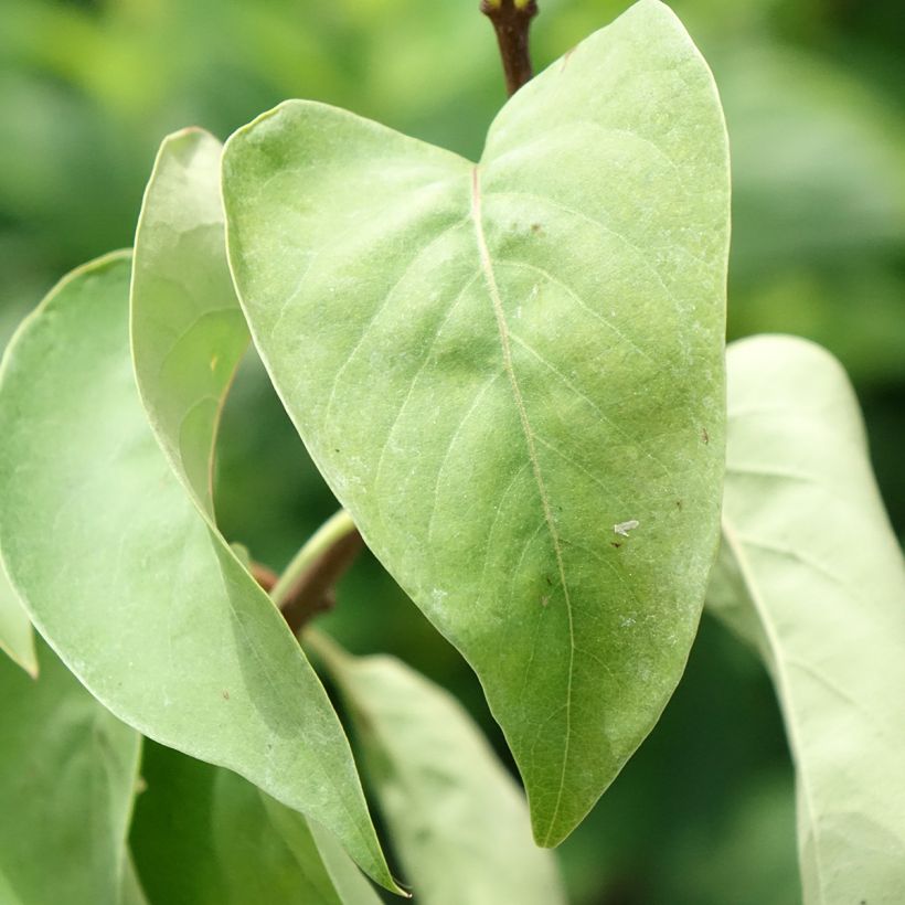 Syringa vulgaris Katherine Havemeyer - Gewone sering (Blad)