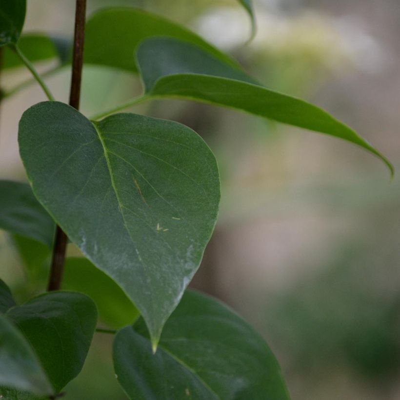Syringa vulgaris Madame Lemoine - Gewone sering (Blad)