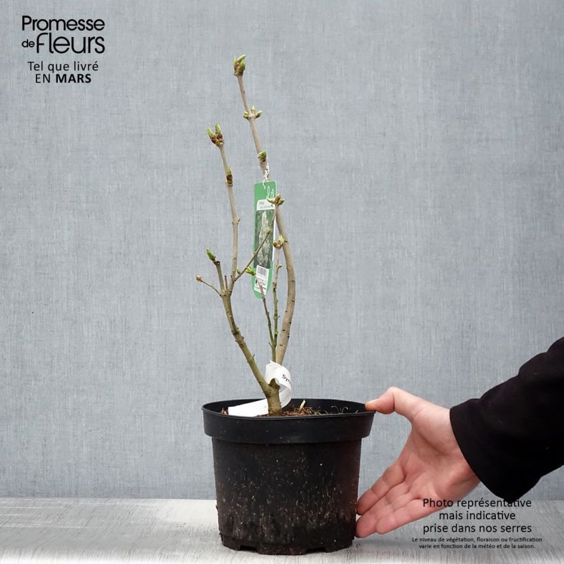 Exemplaar van Syringa vulgaris Madame Lemoine - Gewone sering Pot van 3 l/4 l zoals geleverd in de lente