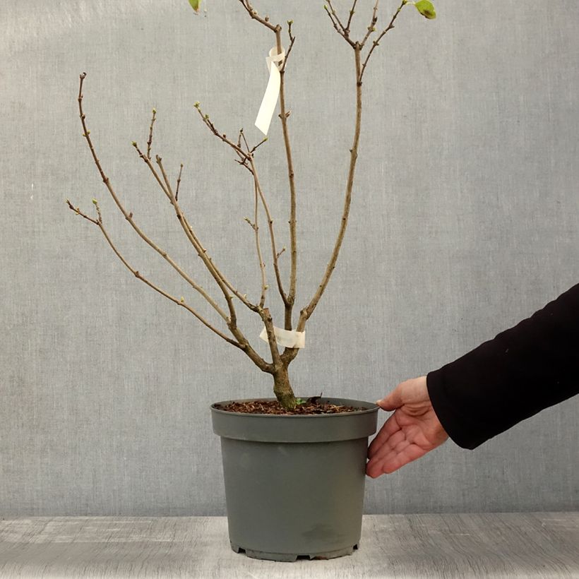 Exemplaar van Lilas - Syringa vulgaris Madame Lemoine Pot de 7,5L/10L zoals geleverd in de herfst