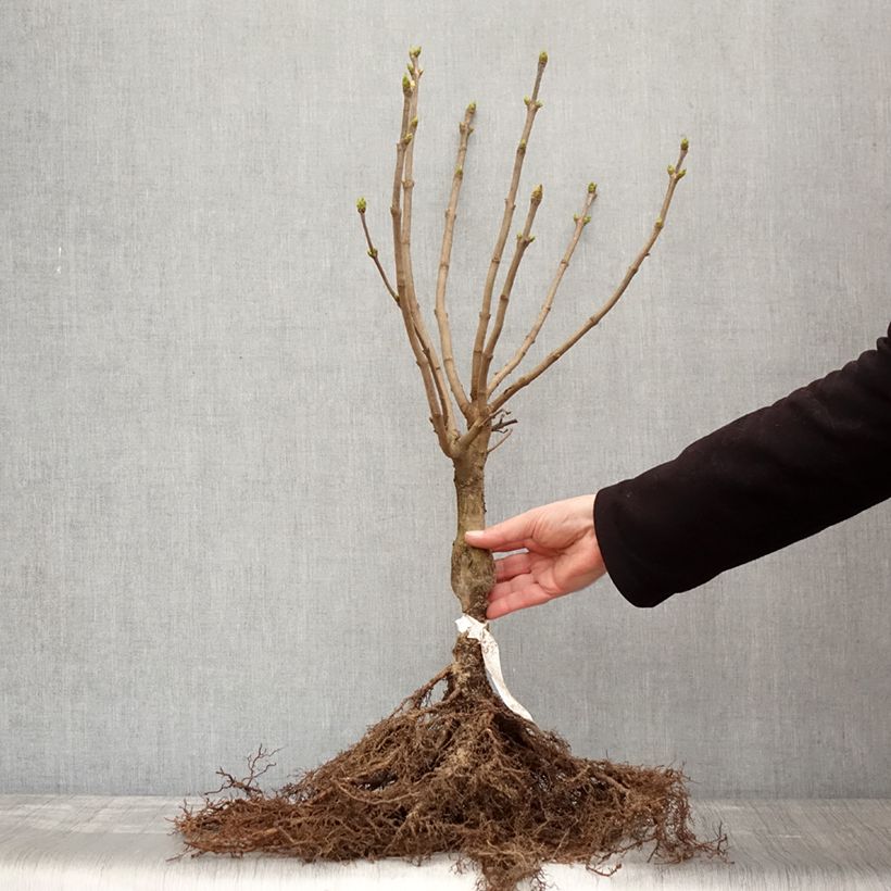 Exemplaar van Syringa vulgaris Madame Lemoine - Gewone sering Naakte wortel, Struik zoals geleverd in de winter