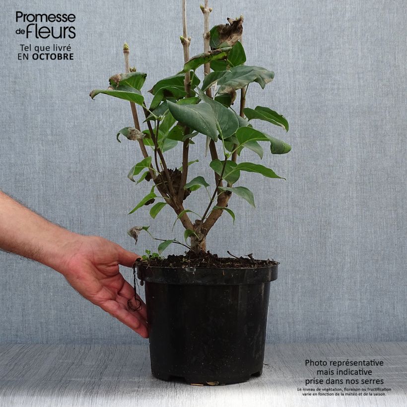Exemplaar van Syringa vulgaris Michel Buchner - Gewone sering Pot van 4 l/5 l zoals geleverd in de herfst