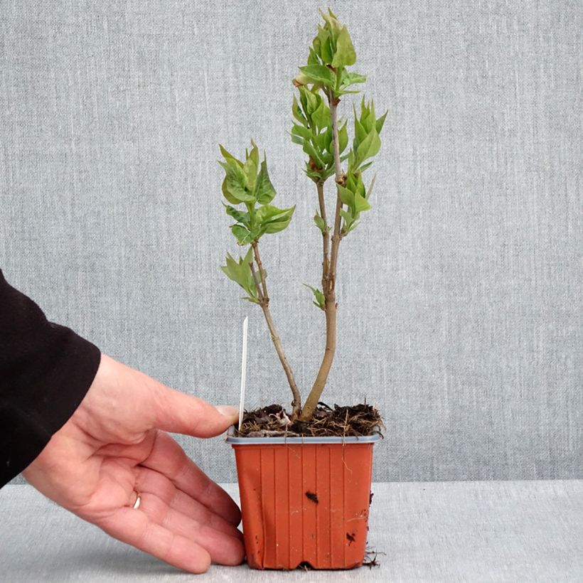 Example of Syringa vulgaris Nadezhda - Gewone sering Kweekpotje van 8/9 cm as you get in printemps