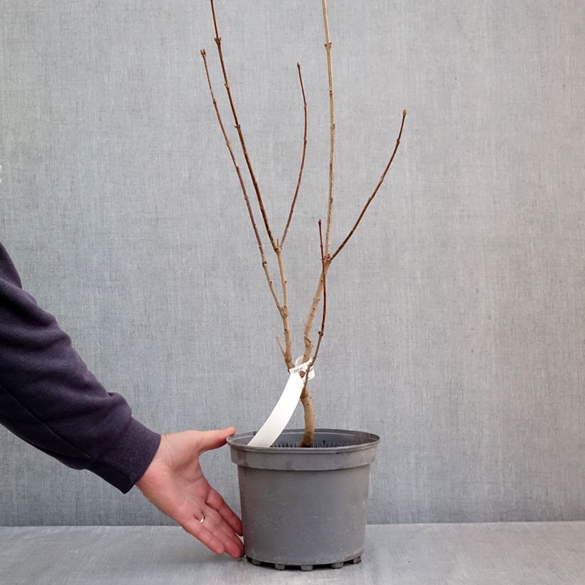 Exemplaar van Syringa vulgaris Nadezhda - Gewone sering Pot van 4 l/5 l zoals geleverd in de herfst