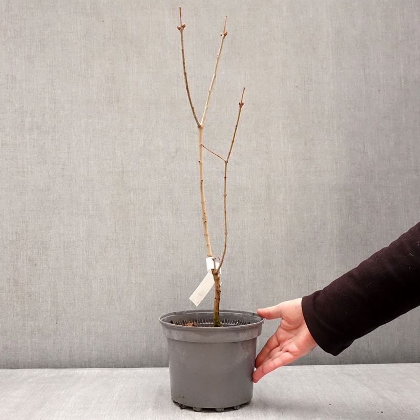 Example of Syringa vulgaris Nadezhda - Gewone sering Pot van 4 l/5 l as you get in hiver