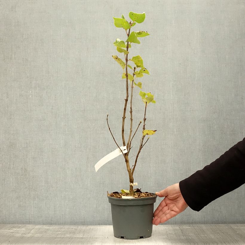 Exemplaar van Syringa vulgaris Président Grevy - Gewone sering Pot van 4 l/5 l, Struik zoals geleverd in de herfst