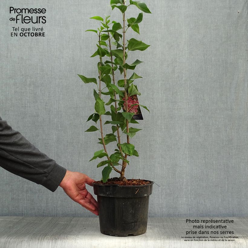Exemplaar van Syringa vulgaris Prince Wolkonsky - Gewone sering Pot van 3 l/4 l zoals geleverd in de herfst