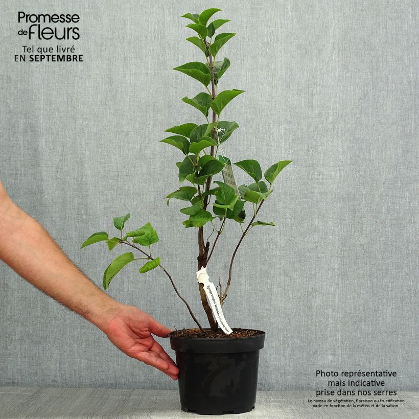 Exemplaar van Syringa vulgaris Souvenir de Louis Spaeth - Gewone sering Pot van 2 l/3 l, Struik zoals geleverd in de zomer