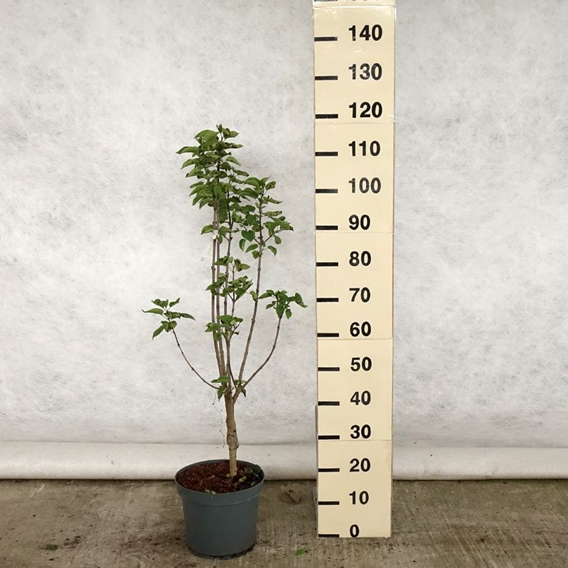 Exemplaar van Syringa vulgaris Souvenir de Louis Spaeth - Gewone sering Pot van 7,5 l/10 l zoals geleverd in de zomer