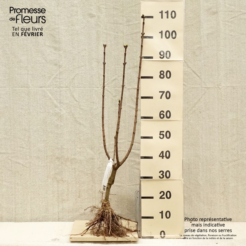 Exemplaar van Syringa vulgaris Souvenir de Louis Spaeth - Gewone sering Naakte wortel, Struik zoals geleverd in de winter